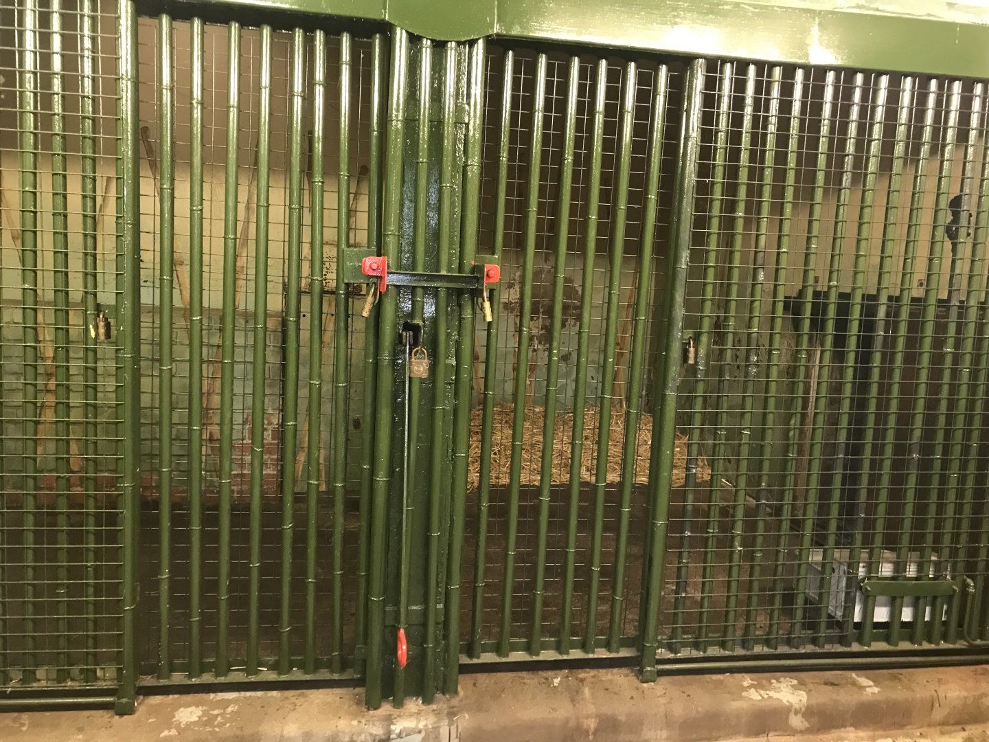 Female Sumatran tiger indoors