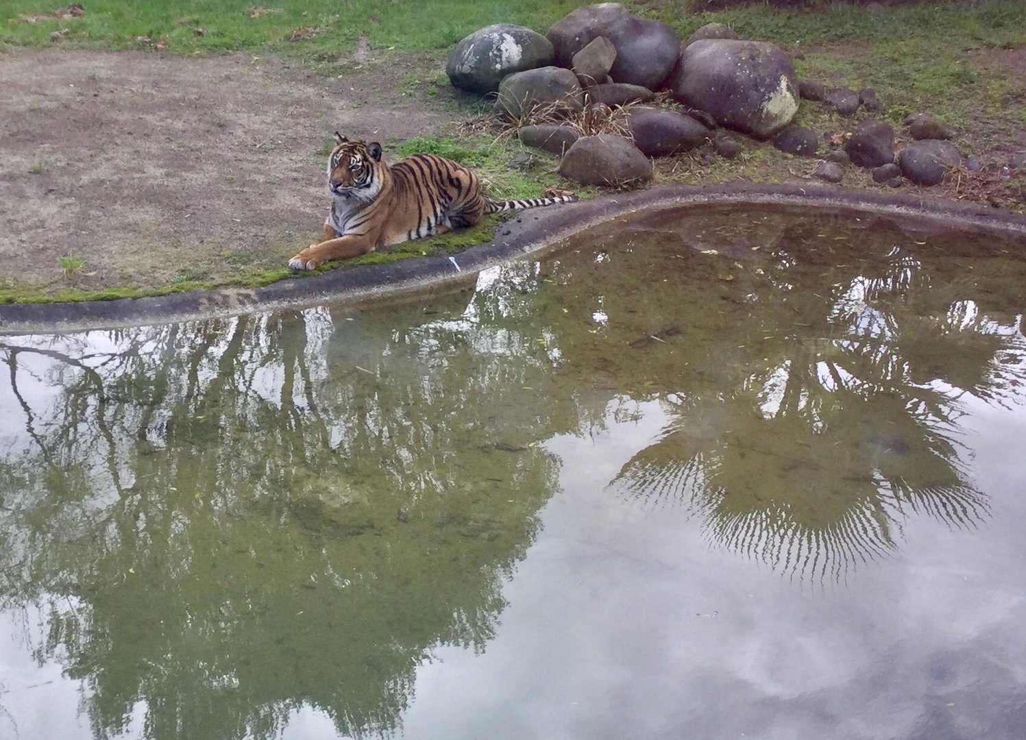Female Sumatran tiger (Kirana)