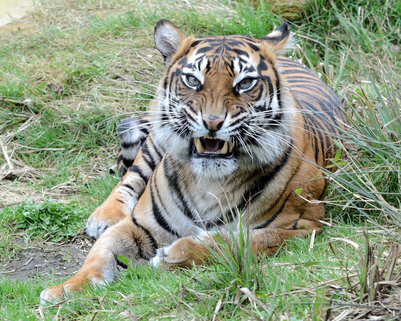 Female Sumatran Tiger Melati