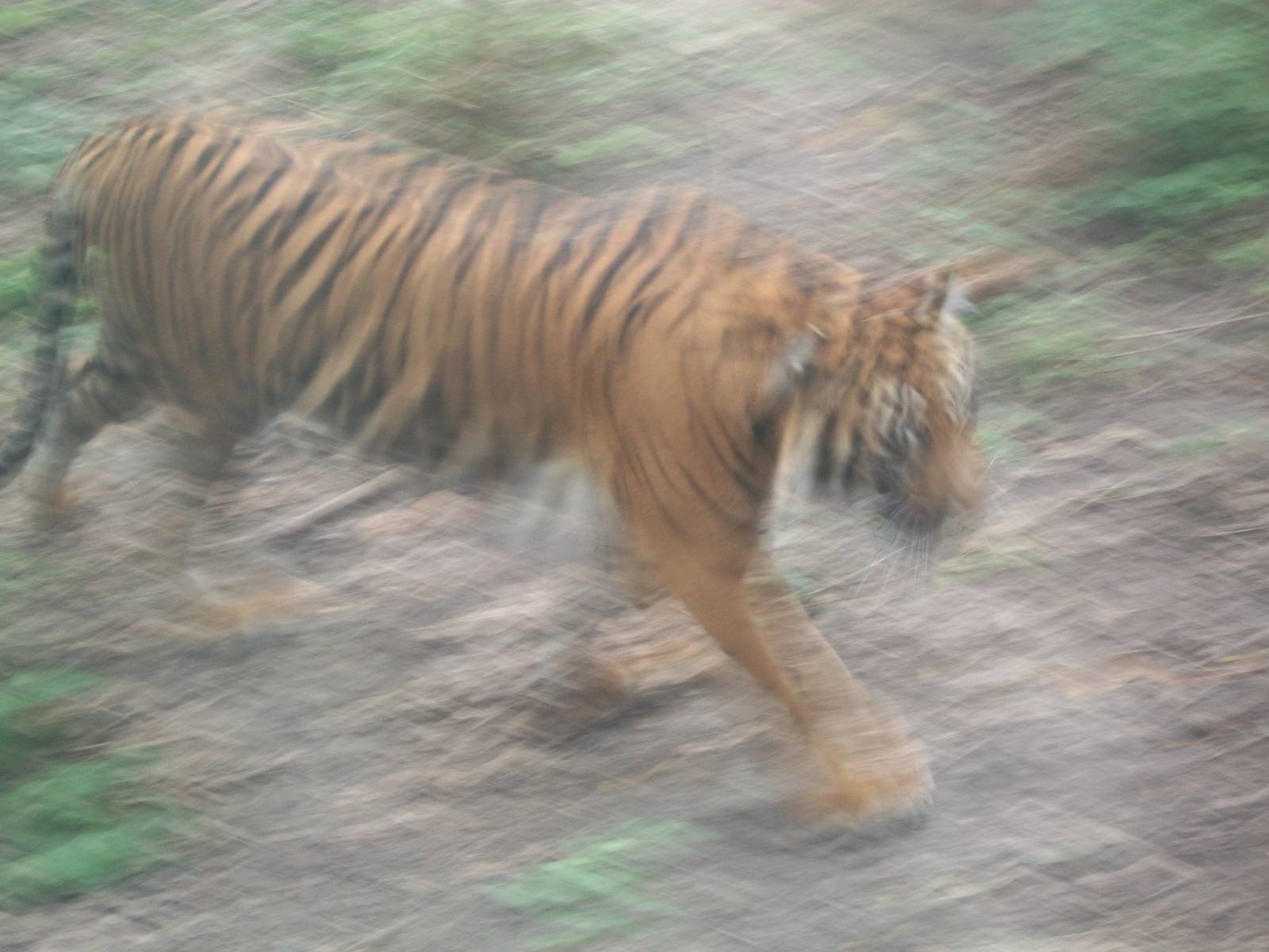Female Sumatran Tiger on the run