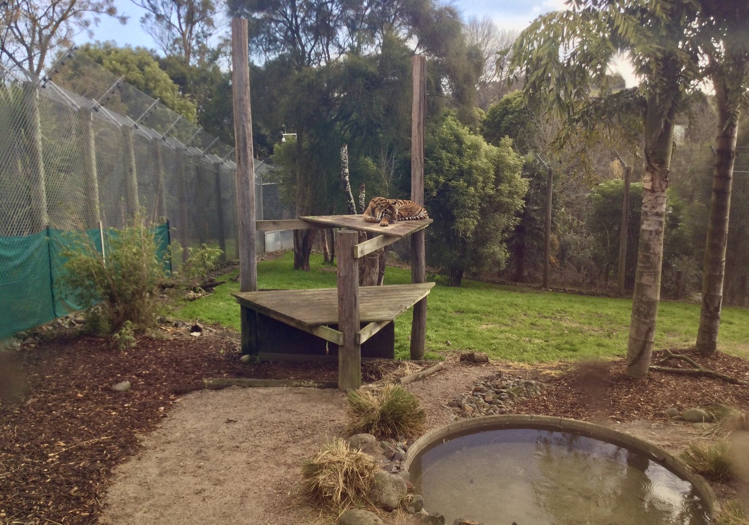 Female Sumatran tiger (Sali)