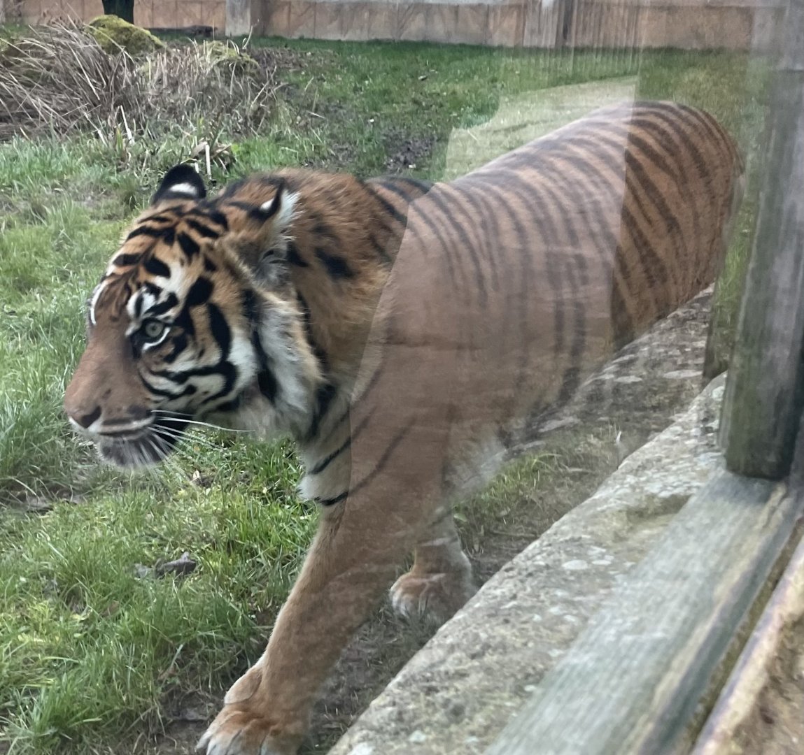 Female Sumatran Tiger, Surya