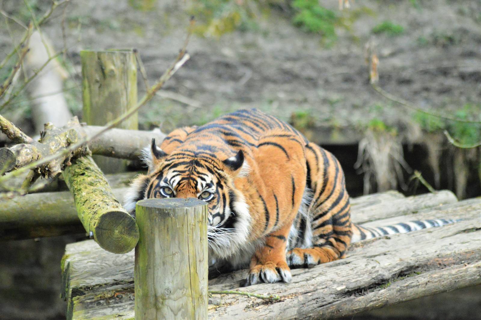 Female Sumatran tiger