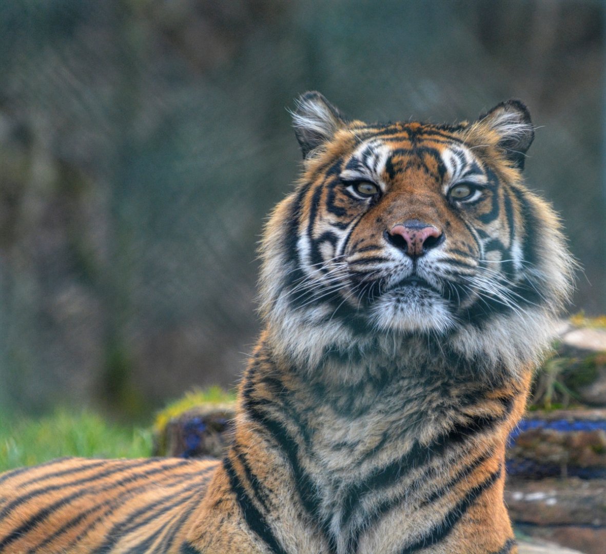 Female Sumatran Tiger