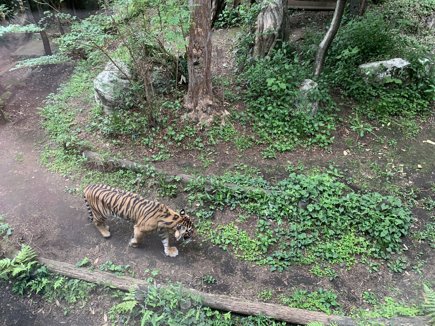 Female Sumatran Tiger