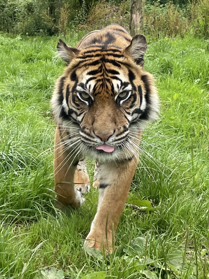 Female Sumatran Tiger