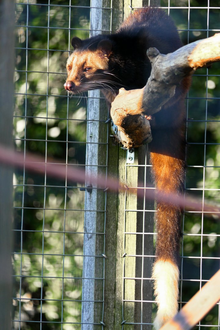 Female Sumatran White-bearded Civet - Hamerton 27/2/19