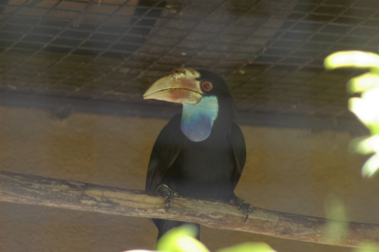 female Sumba hornbill (Aceros or Rhyticeros everetti)