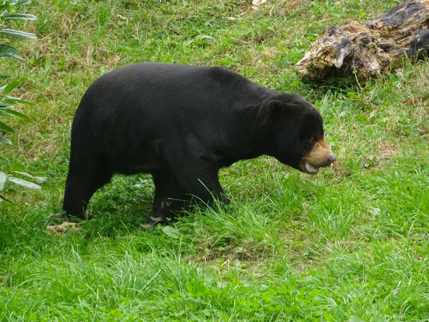 Female Sun Bear 16 August 2025