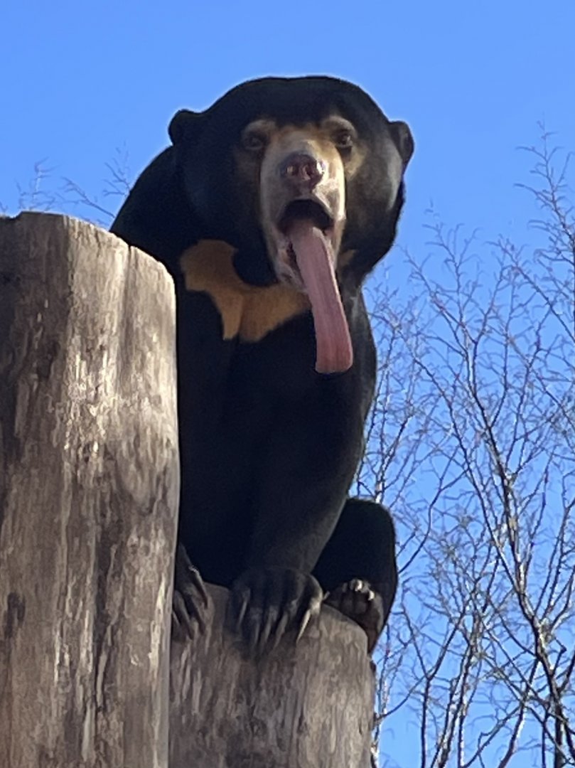 Female Sun Bear, Kyra