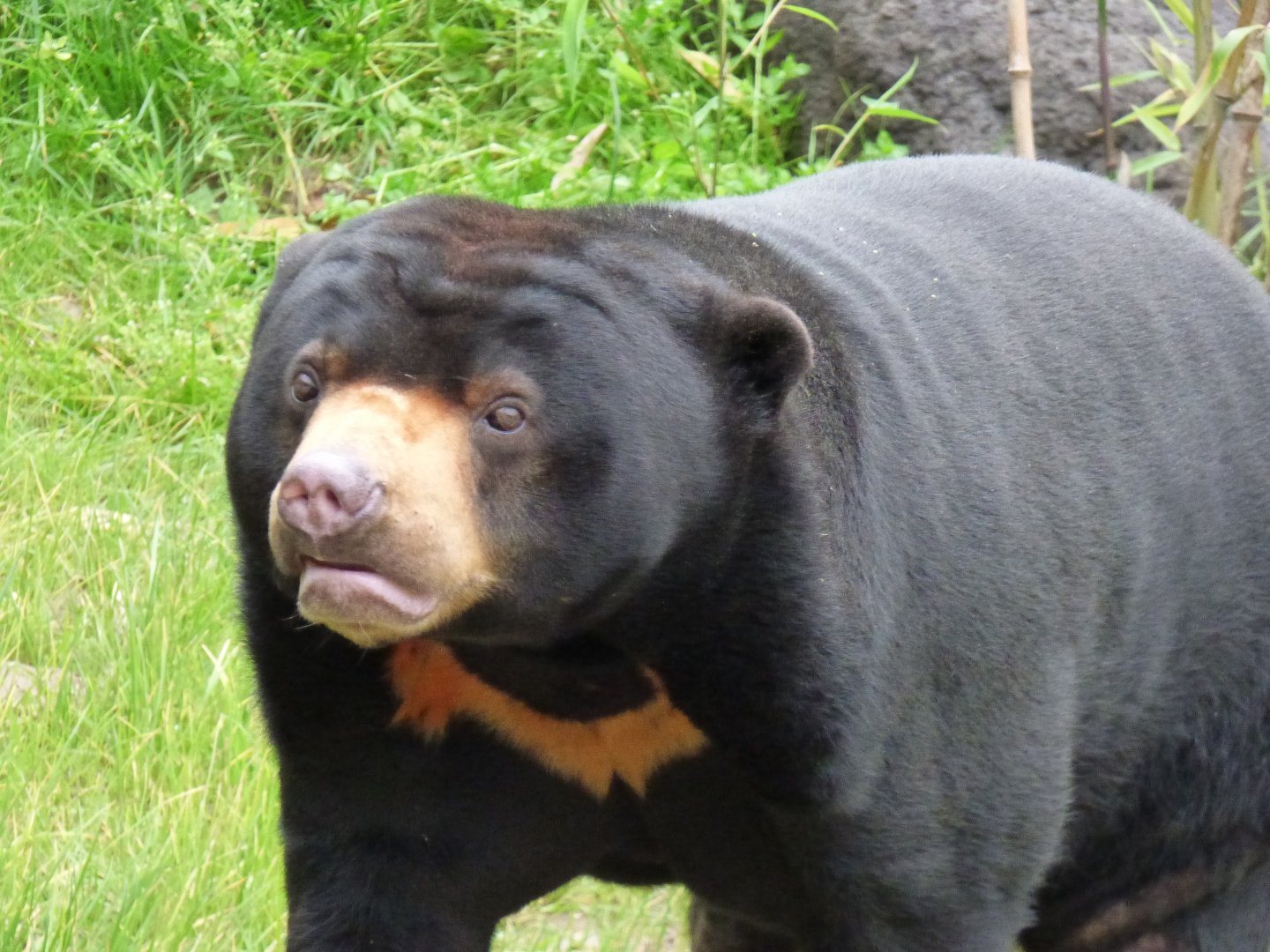 Female Sun Bear 'Milli'