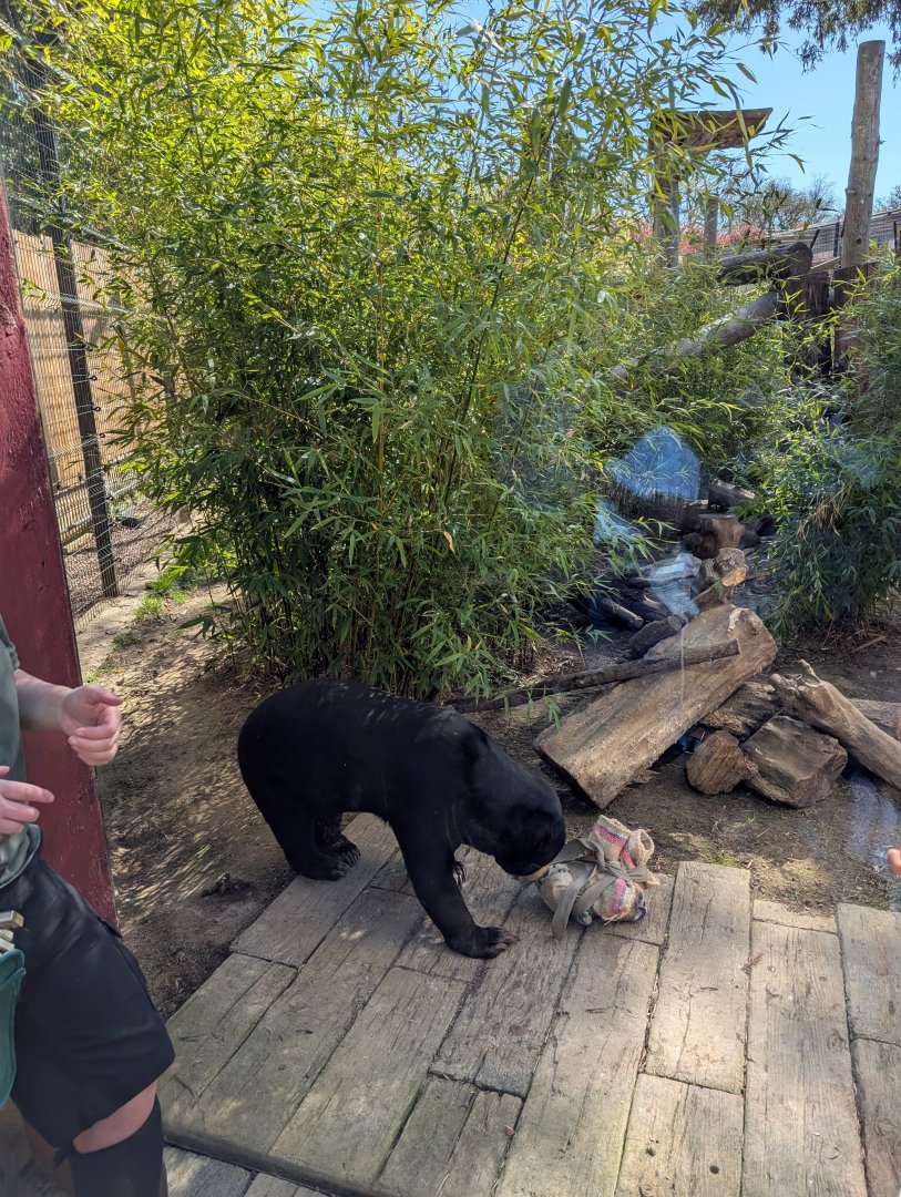 Female Sun Bear with Enrichment