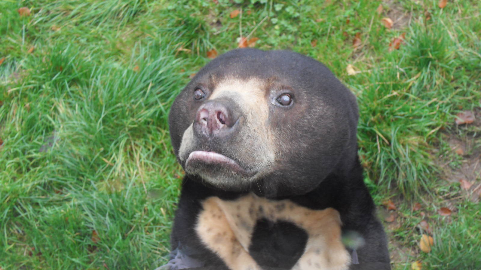 Female sun Bear