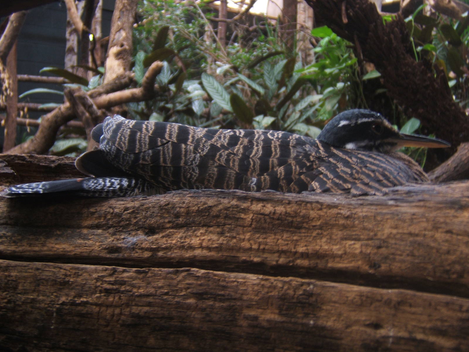 Female Sun Bittern on nest