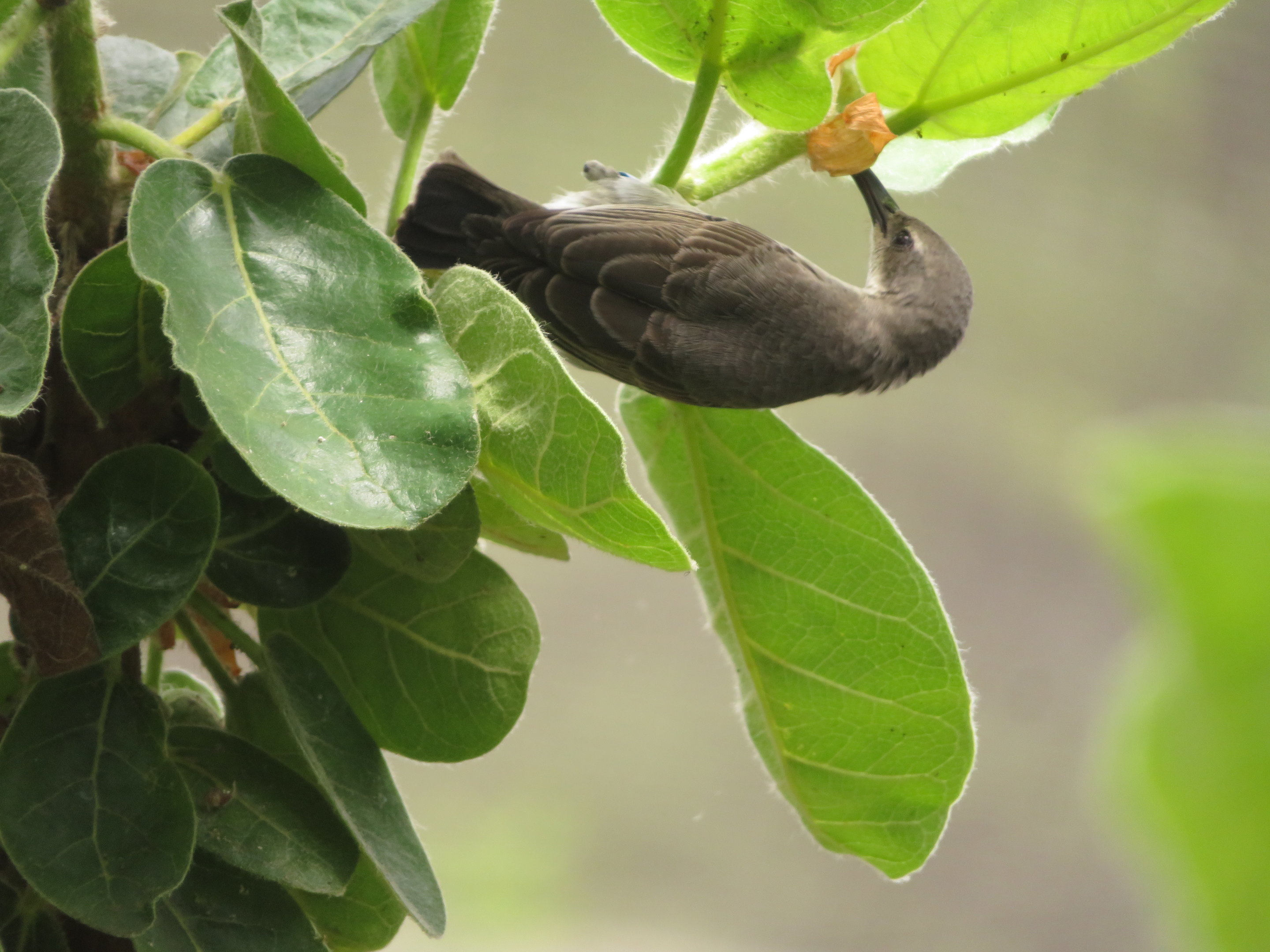 Female Sunbird Feeding