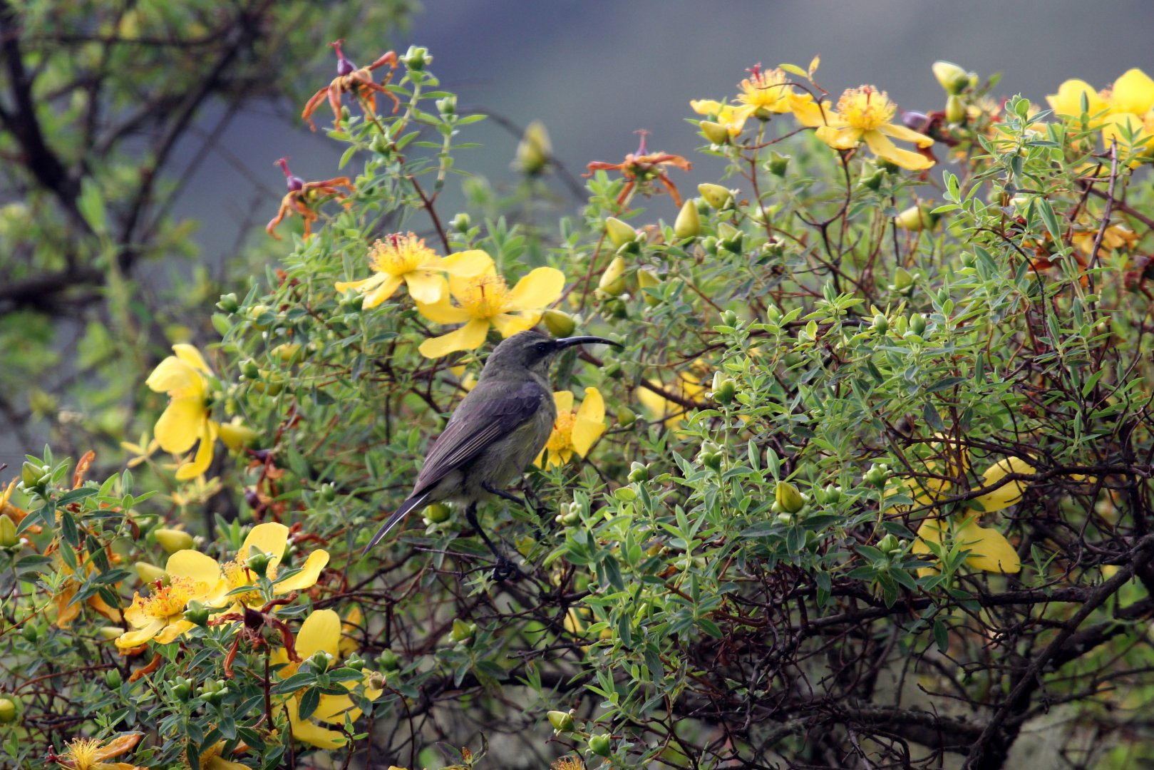 Female Sunbird- Species ID?