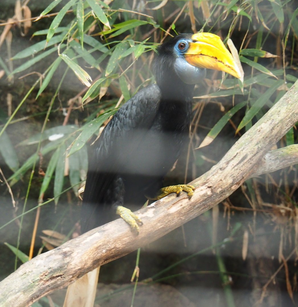 Female Sunda wrinkled hornbill (Rhabdotorrhinus corrugatus), Feb 16th, 2019