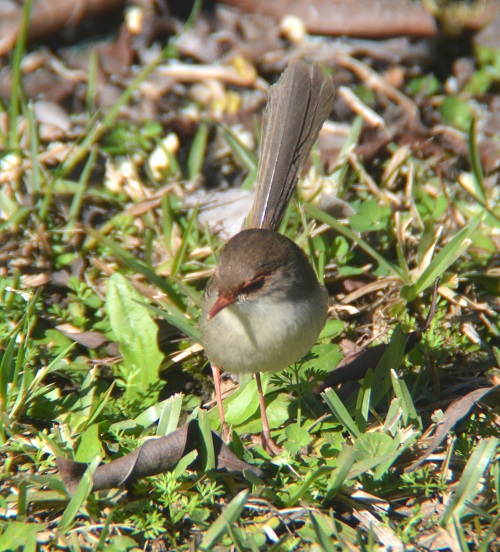 Female Superb fairy-wren