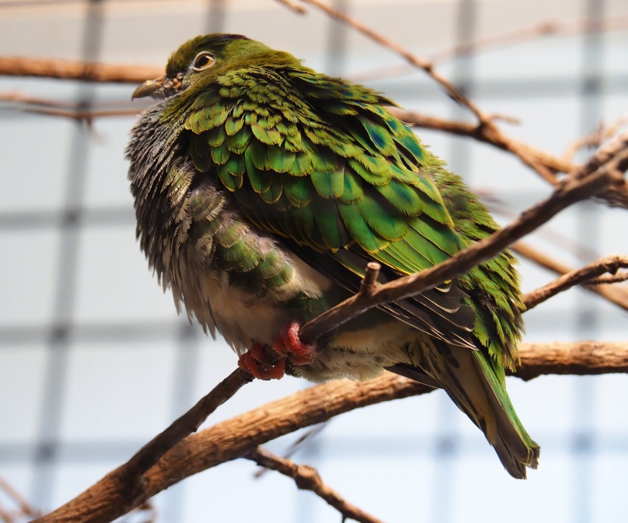 Female superb fruit dove (Ptilinopus superbus), Sep 16th, 2018