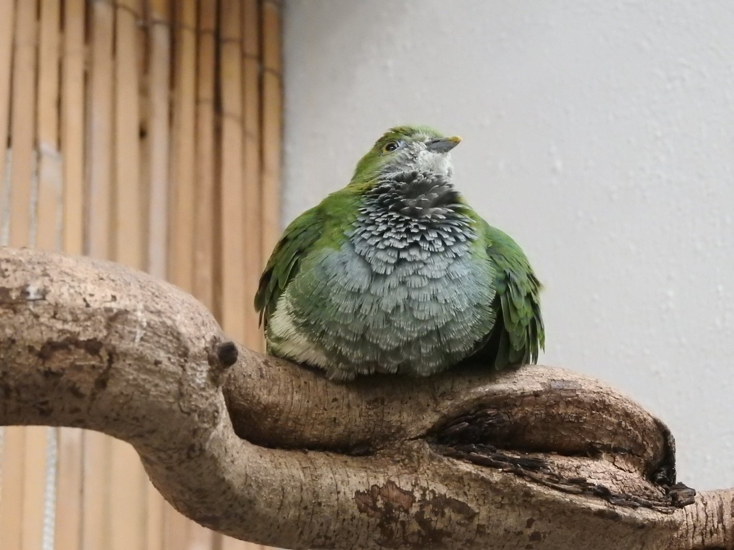 Female Superb Fruit Dove (Ptilinopus superbus)