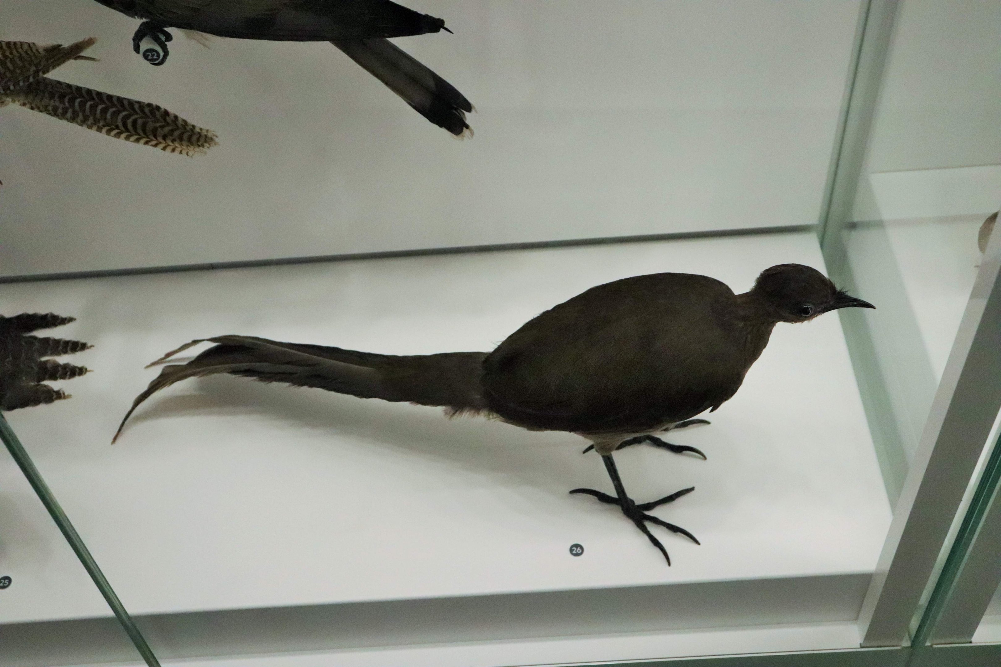 Female Superb Lyrebird (Menura novaehollandiae)