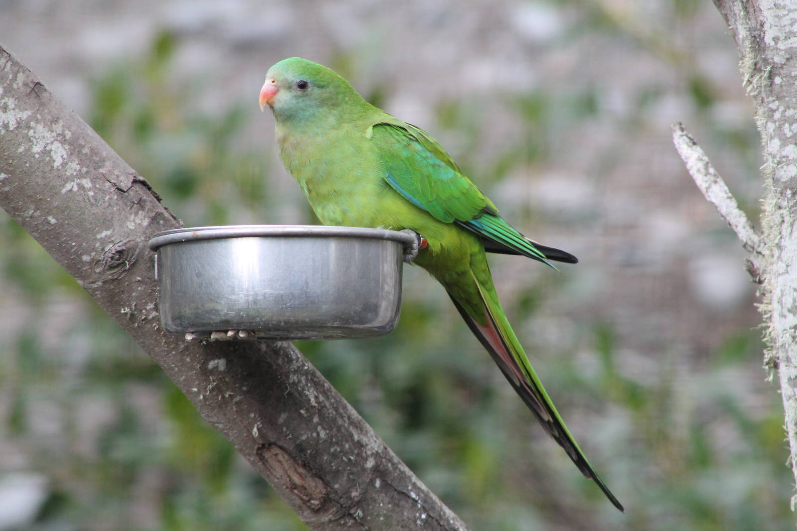 female Superb Parakeet (Polytelis swainsonii)