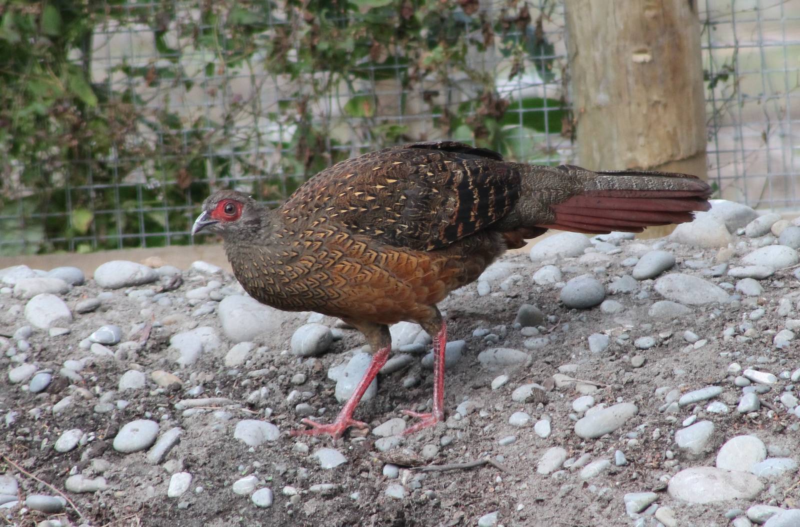 female Swinhoes Pheasant (Lophura swinhoii)