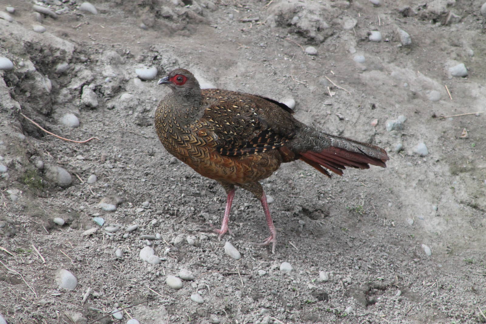 female Swinhoes Pheasant (Lophura swinhoii)