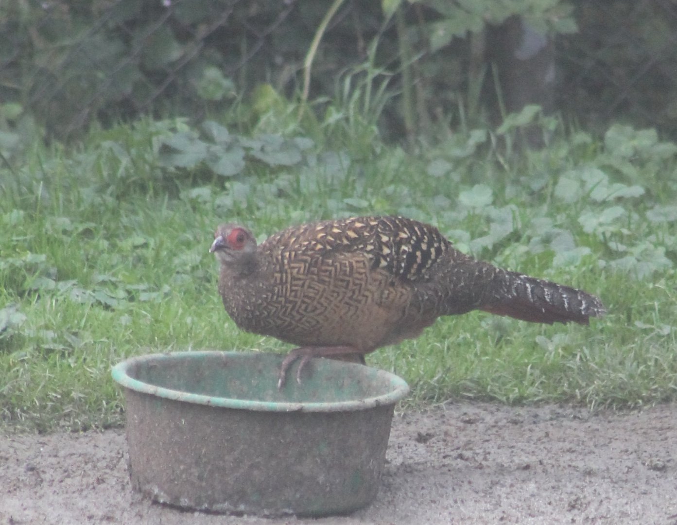 Female Swinhoe's pheasant