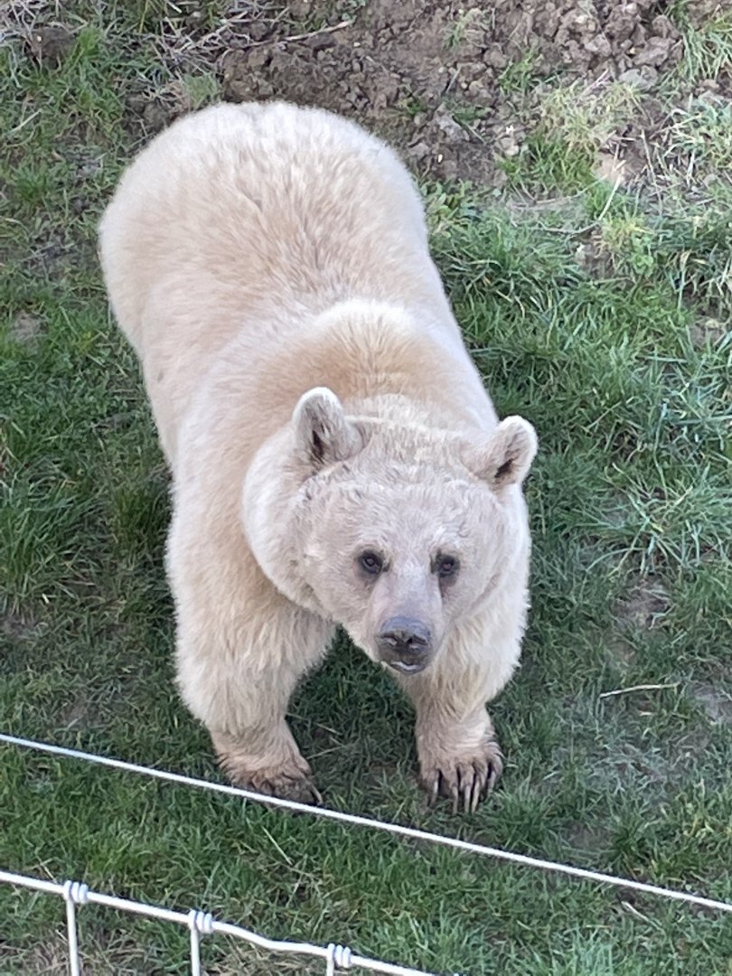 Female Syrian Brown Bear, Laika
