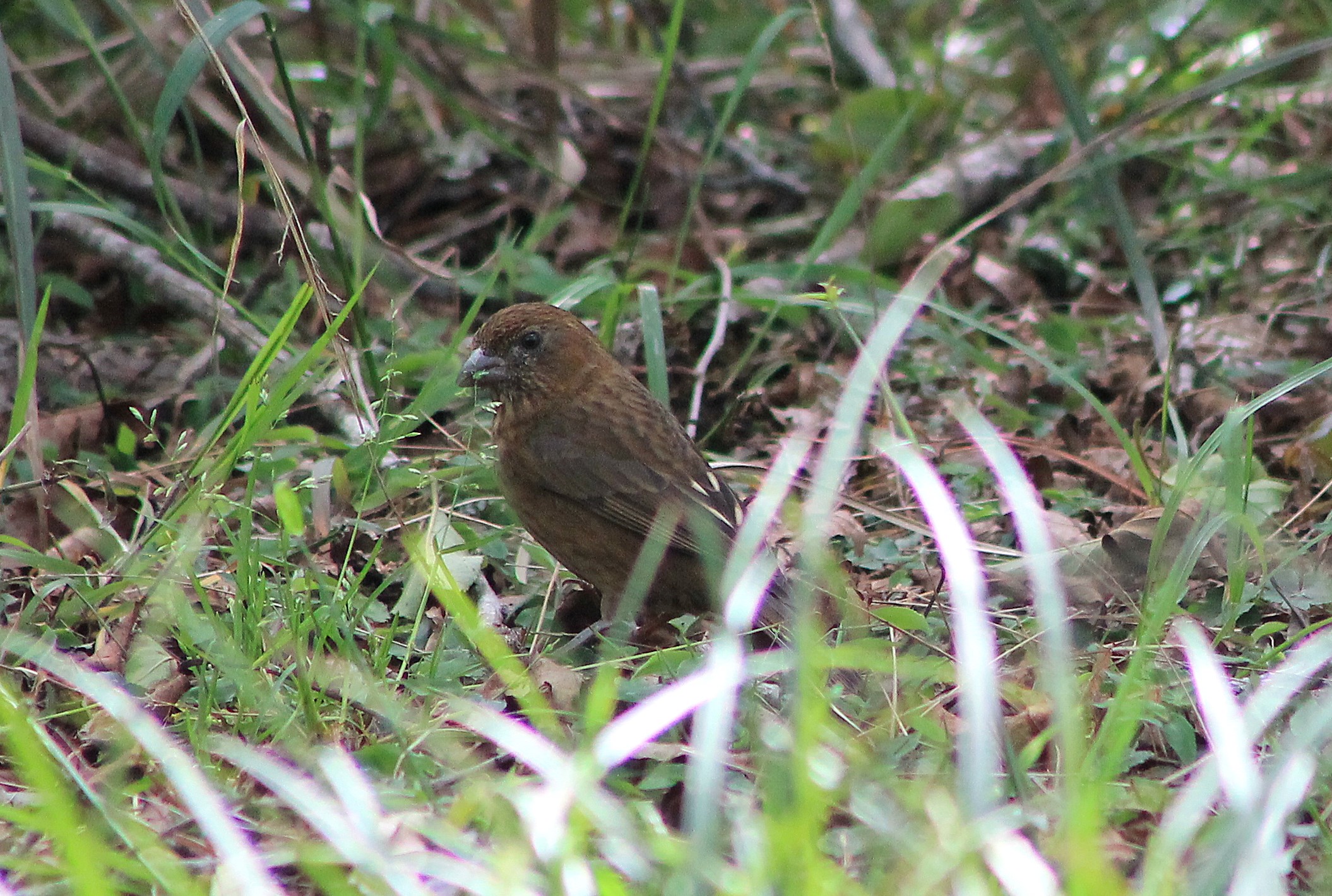 female Taiwan Rosefinch (Carpodacus formosanus)