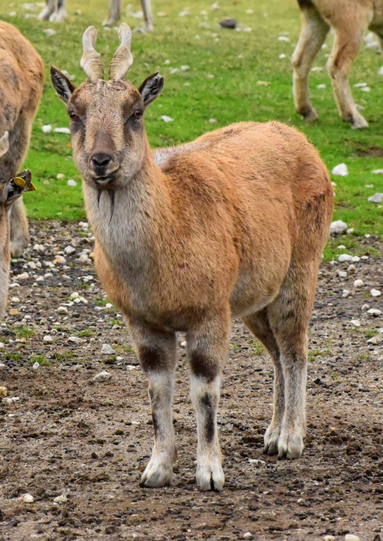 Female Tajik markhor (Capra falconeri heptneri) in Tallinn Zoo
