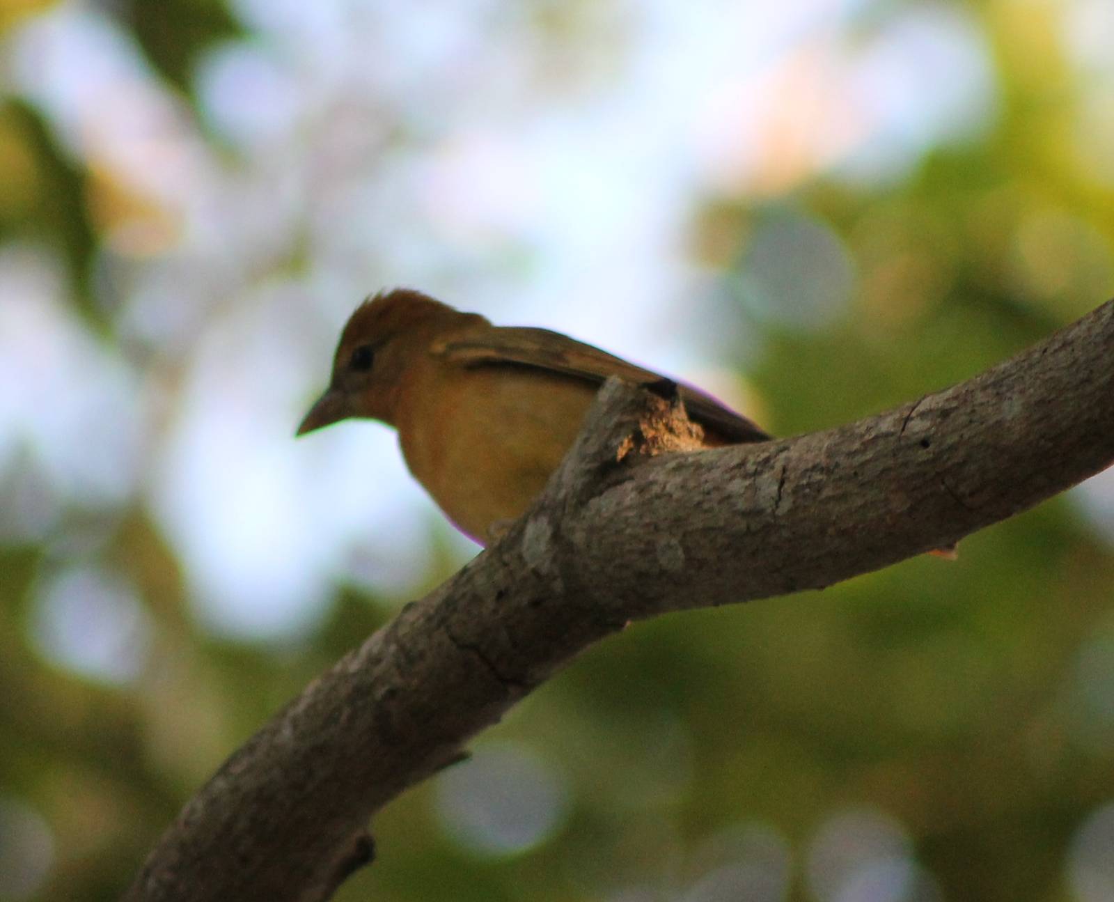 Female tanager - species ?