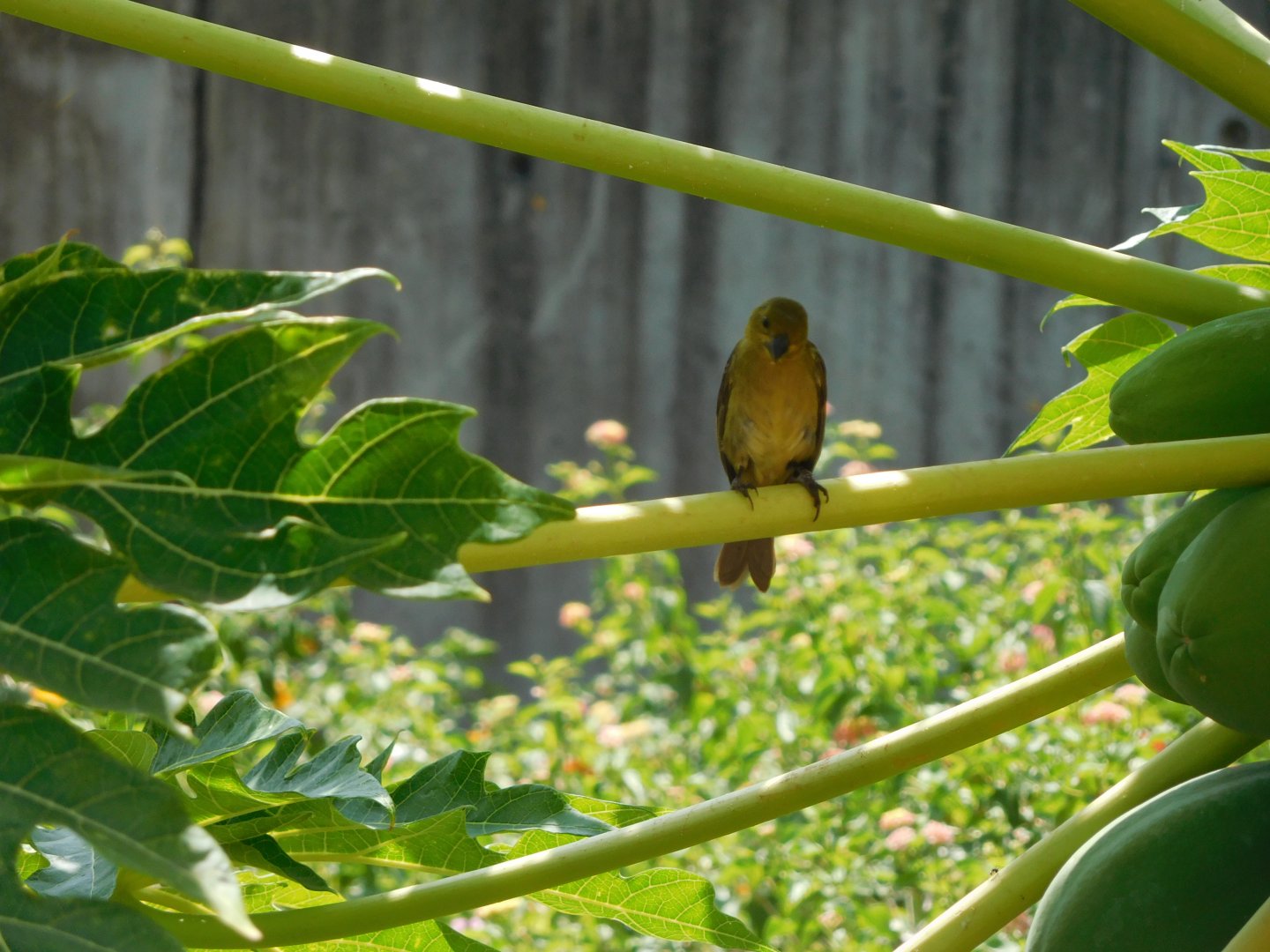 (Female) Tanager?