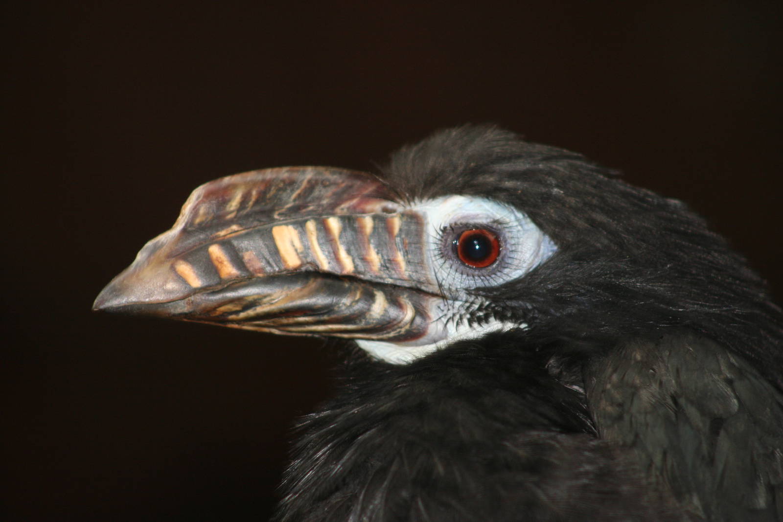 Female Tarictic Hornbill @ Chester; 01.07.2011