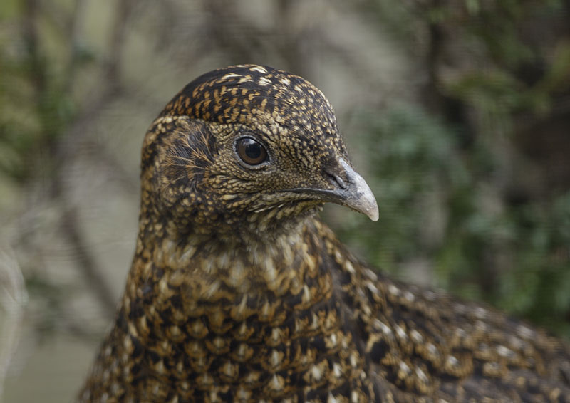Female Temmincks tragopan