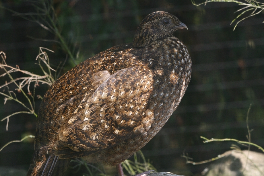 Female Temminick's Tragopan #1