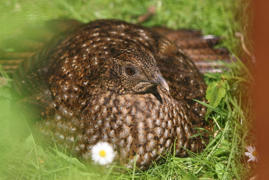Female Temminick's Tragopan #2