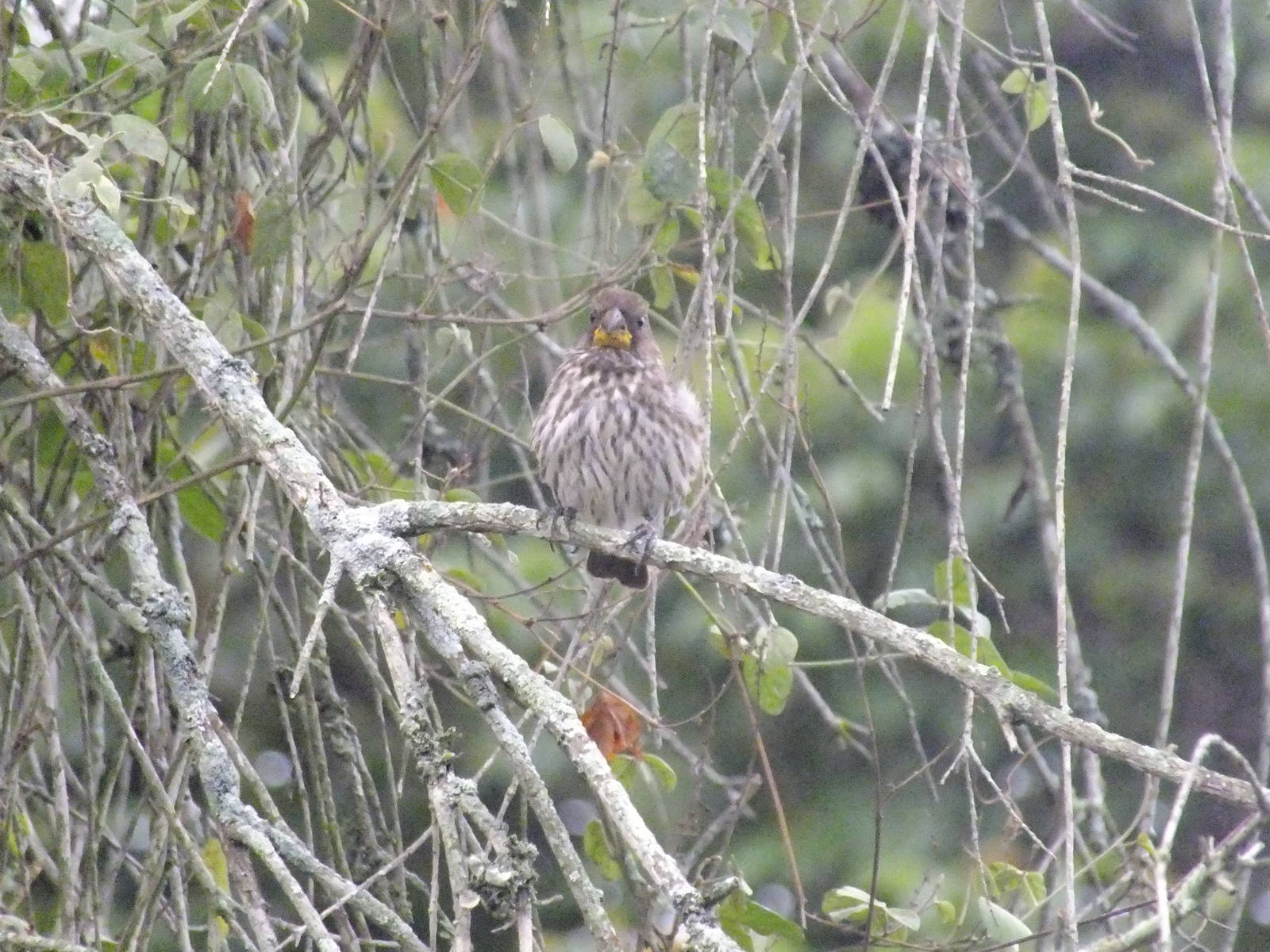 Female thick-billed weaver