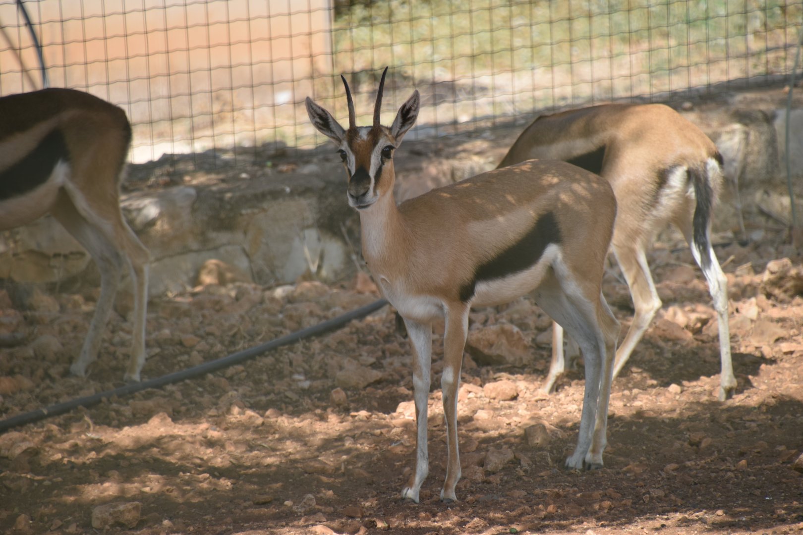 Female Thomson's  gazelle
