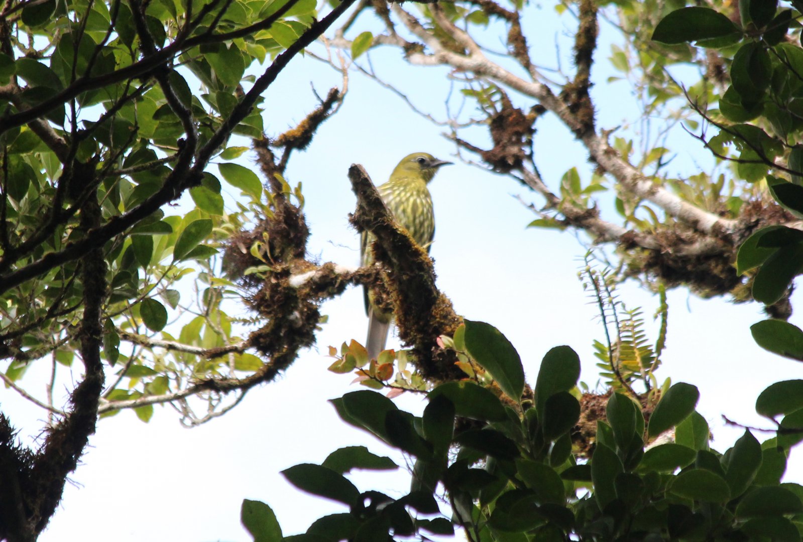 Female Three-wattled Bellbird - Mar 2019