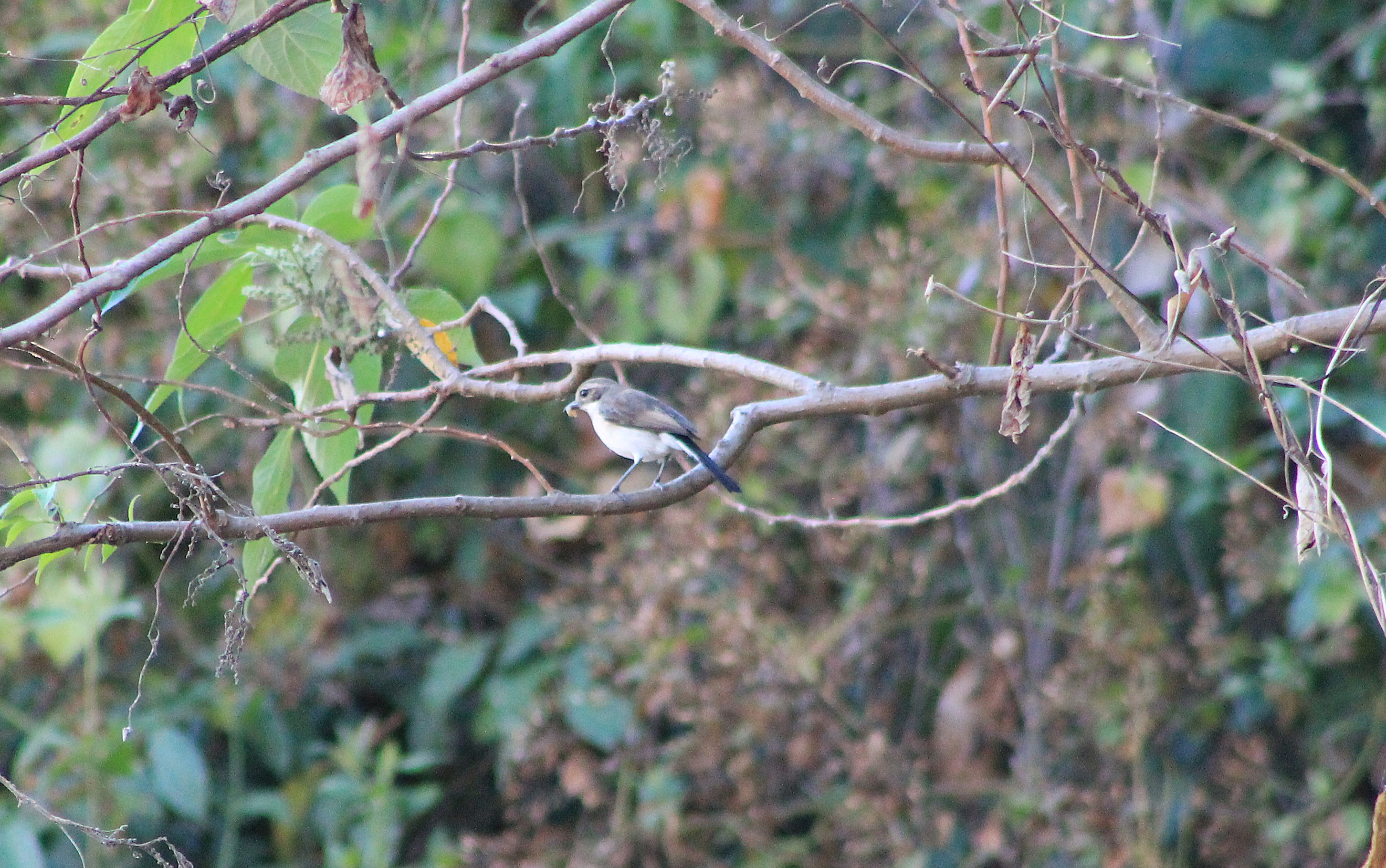 female Timor Chat (Saxicola gutturalis)