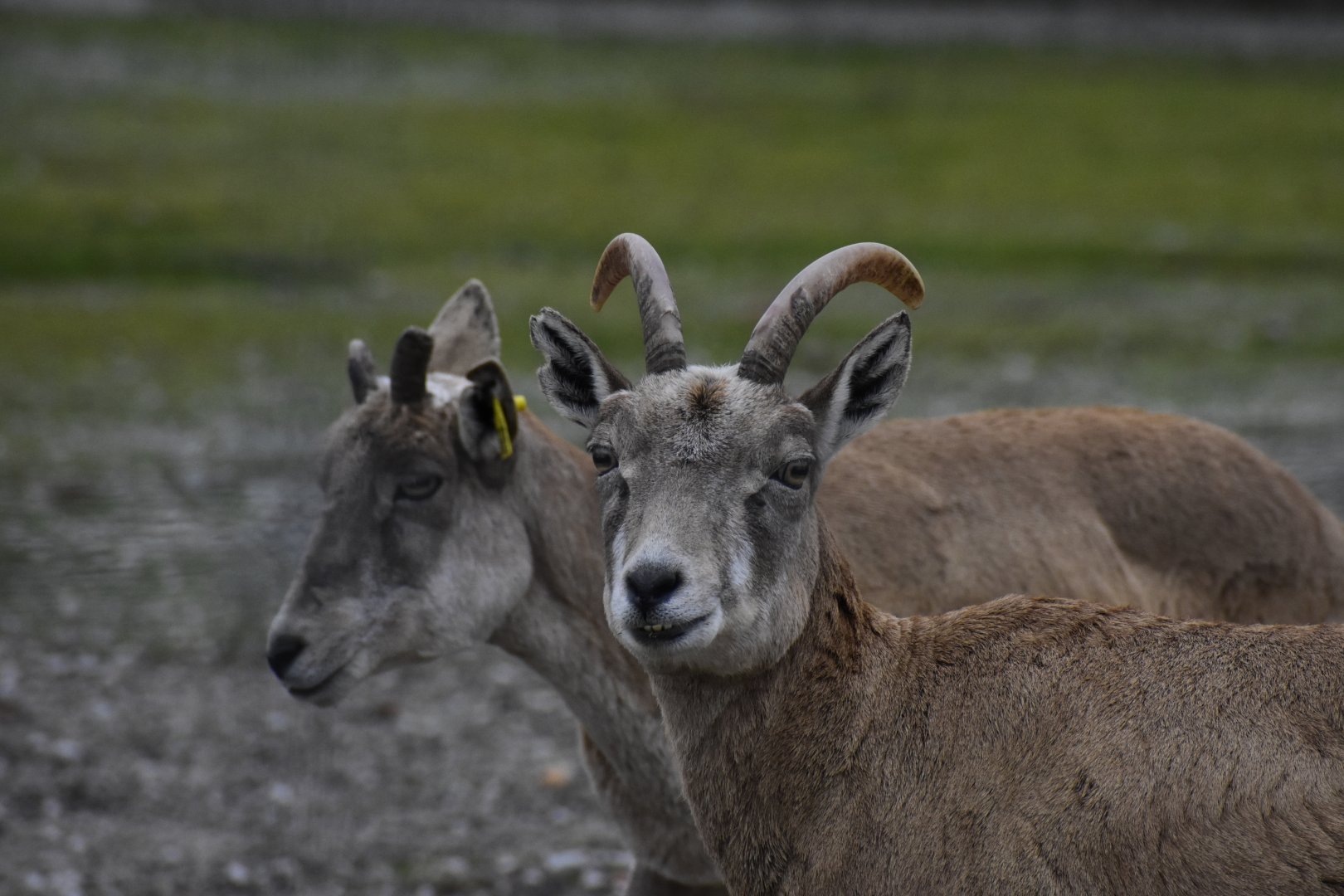 Female Transcaspian Urial (Ovis vignei arkal) in Zoo Tallinn
