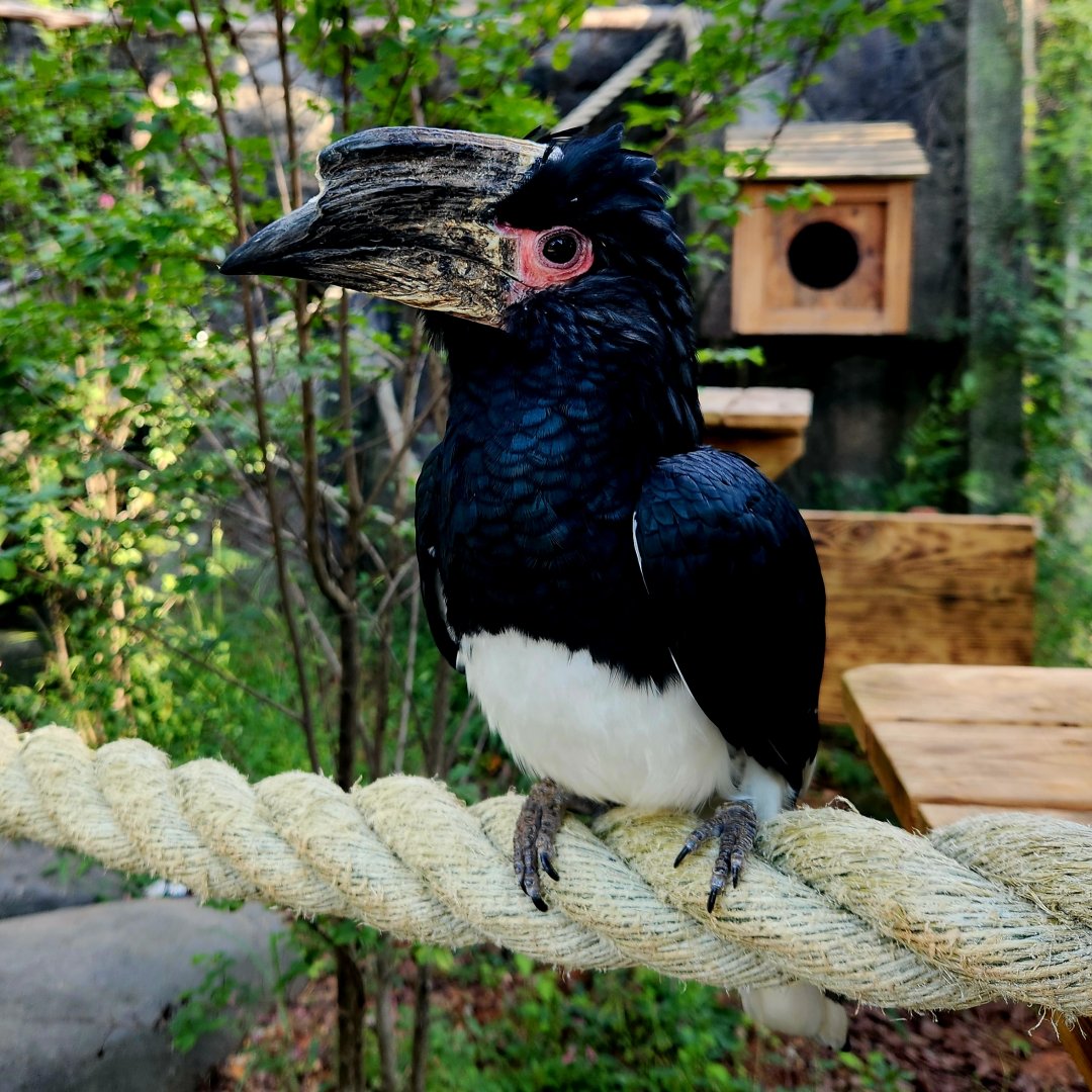 Female Trumpeter Hornbill (Bycanistes bucinator)