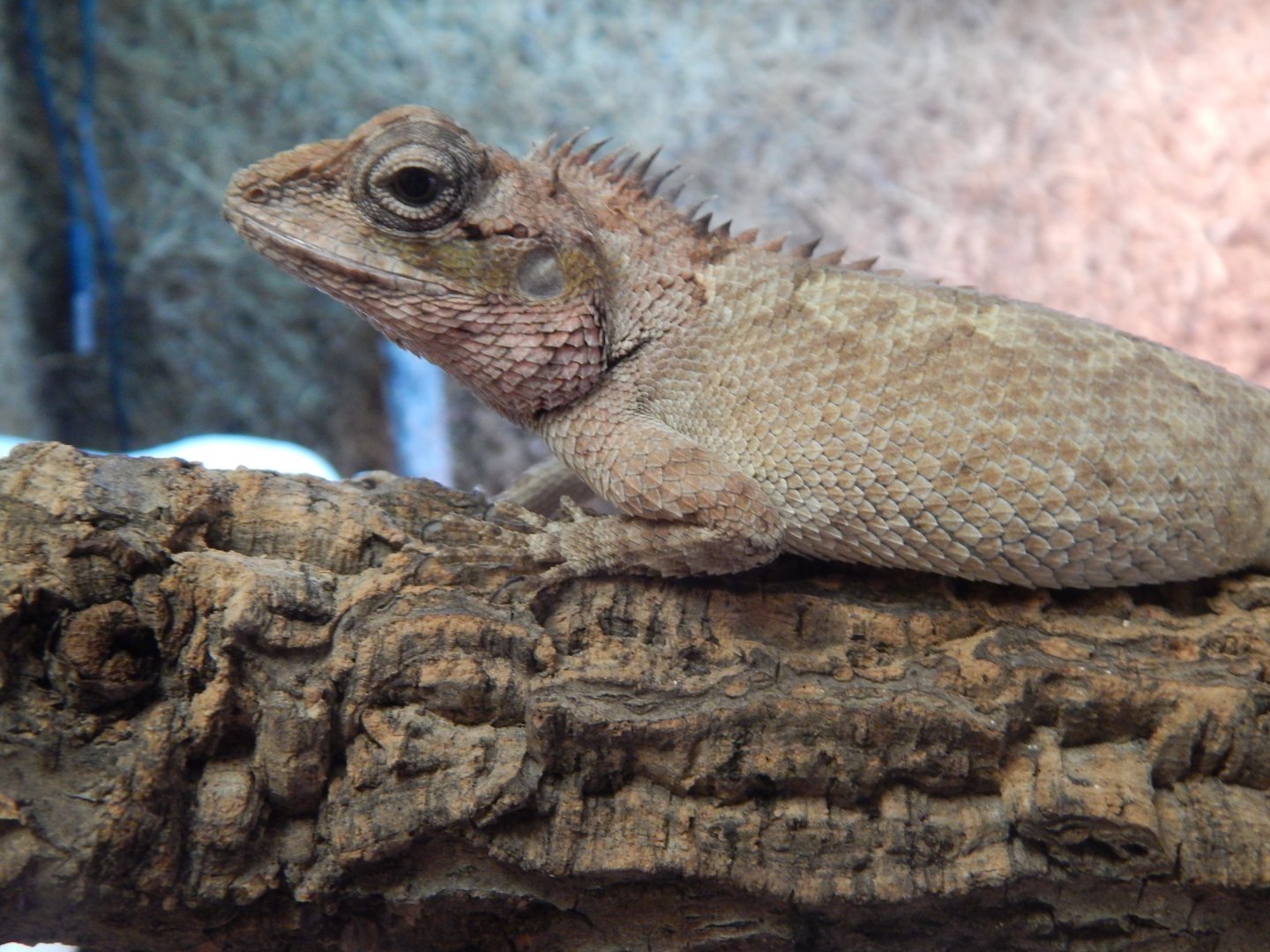 Female Turquoise Forest Lizard
