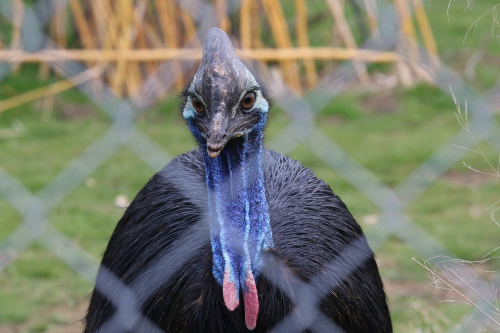 Female Two-wattled Cassowary / Hamerton / 8-4-19