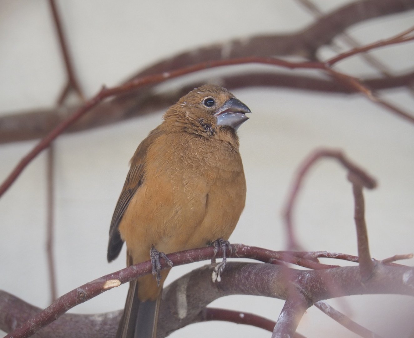 Female Ultramarine grosbeak (Cyanoloxia brissonii), 2022-03-16