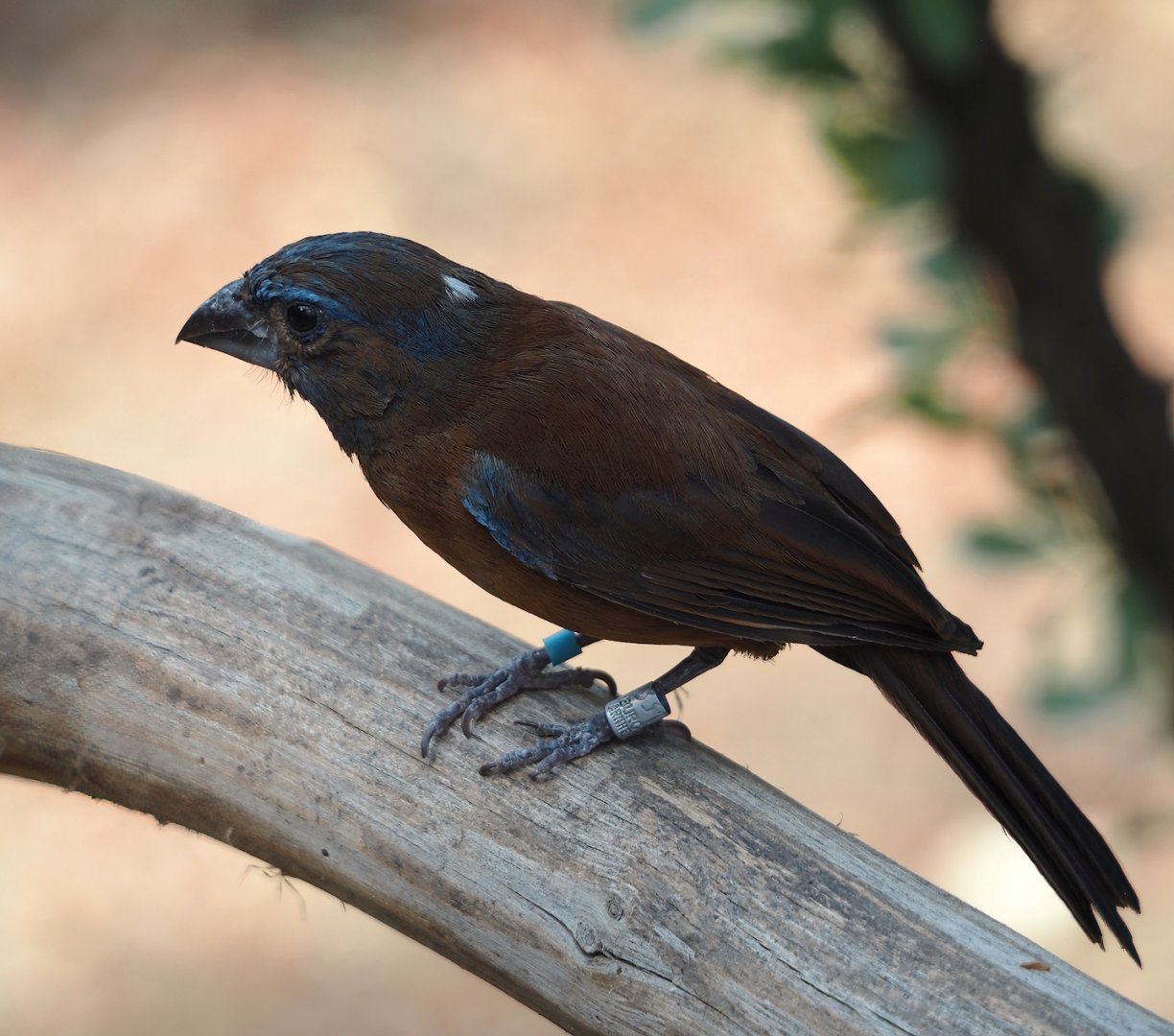 Female Ultramarine grosbeak (Cyanoloxia brissonii), 2025-05-17