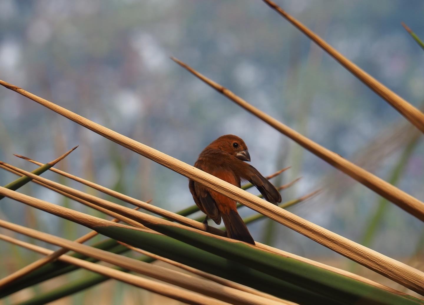 Female ultramarine grosbeak (Cyanoloxia brissonii), Sep 16th, 2018