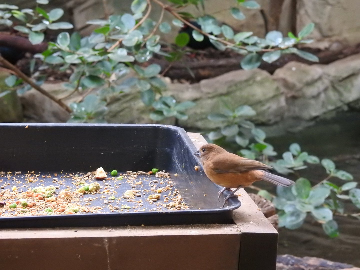 Female Ultramarine Grosbeak (Cyanoloxia brissonii)